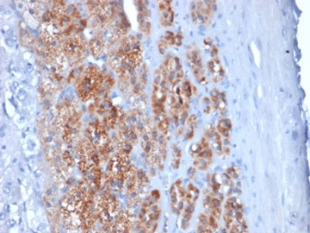 StAR Antibody / Steroidogenic acute regulatory protein