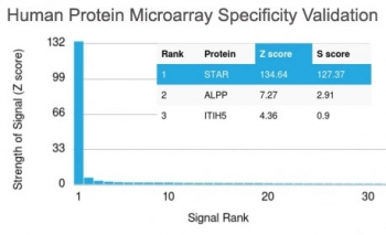 StAR Antibody / Steroidogenic acute regulatory protein