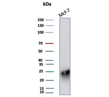 CD99 Antibody / MIC2