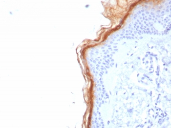 S100G Antibody / Calbindin D9K