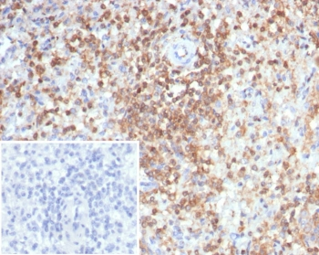 S100G Antibody / Calbindin D9K