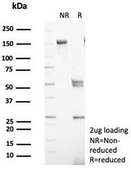 S100G Antibody / Calbindin D9K