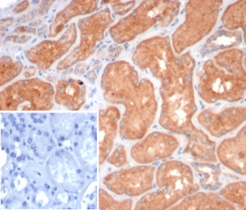 S100G Antibody / Calbindin D9K