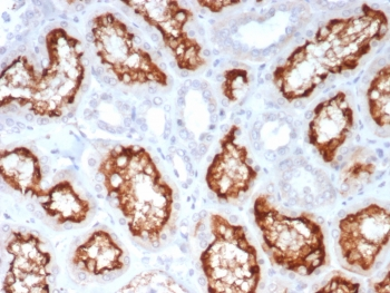 ACE2 / Angiotensin I Converting Enzyme 2 Antibody