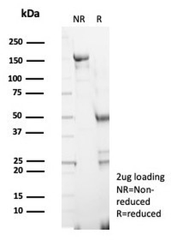 S100G Antibody / Calbindin D9K