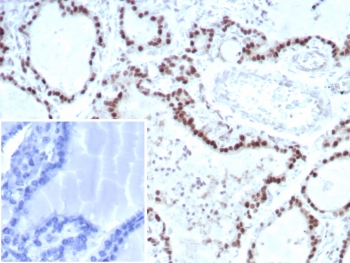 Transcription factor E3 Antibody / TFE3