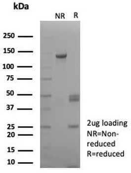 Biotin / Vitamin B7 / Vitamin H Antibody