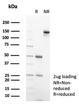 Mouse IgG2a Isotype Control Antibody