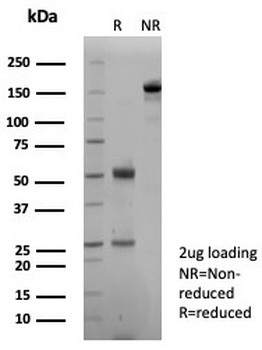 Pan-Cadherin Antibody