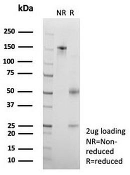SNAPC4 Antibody