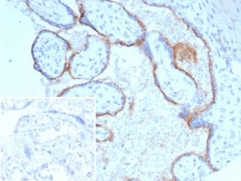 ENG Antibody / Endoglin / CD105