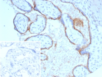Endoglin Antibody / ENG / CD105