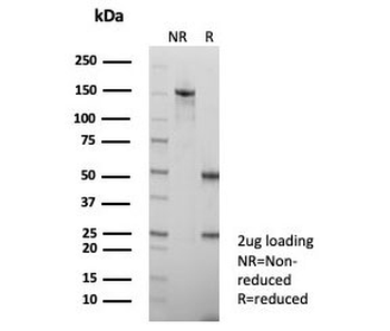 PD-L1 Antibody / B7-H1 / CD274
