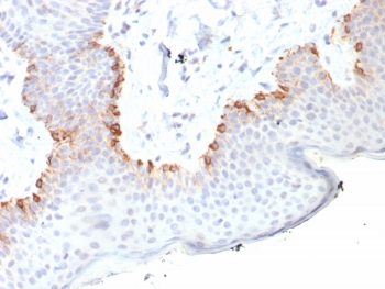 MART-1 Antibody / Melan-A