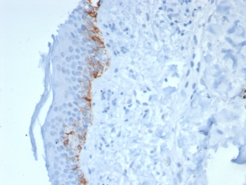 MART-1 Antibody / Melan-A