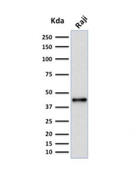 PAX5 Antibody