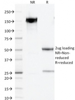 PAX5 Antibody