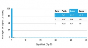 PAX5 Antibody