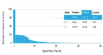 TrkB Antibody / NTRK2