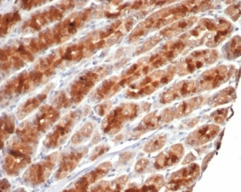 c-Myc Antibody / MYC