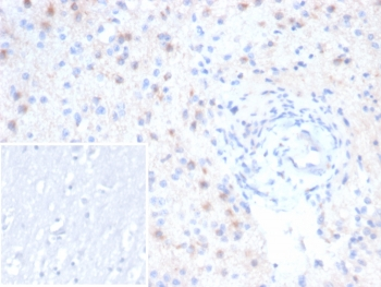 EBAG9 Antibody / RCAS1