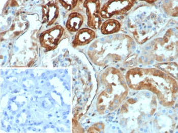 Calbindin Antibody / CALB1
