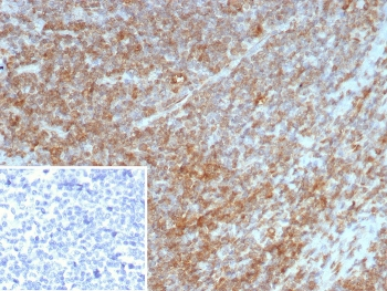 IL-7 Antibody