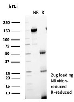 IL-7 Antibody