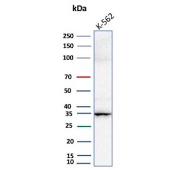 CA8 Antibody / Carbonic Anhydrase VIII