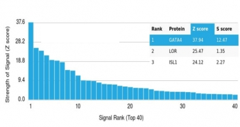GATA4 Antibody
