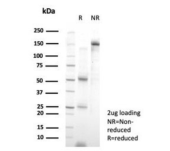 GATA4 Antibody