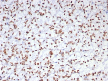 EZH2 Antibody / Enhancer of zeste homolog 2