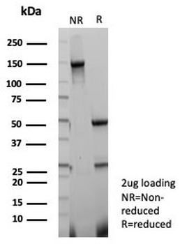 PAX4 Antibody