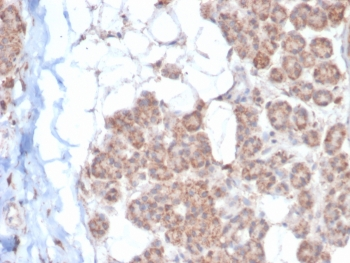 EPHB4 Antibody / EPH Receptor B4