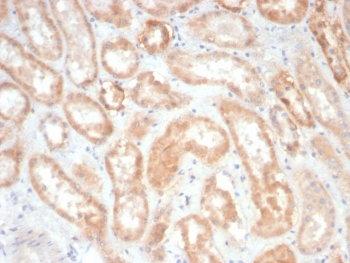 EPHB4 Antibody / EPH Receptor B4