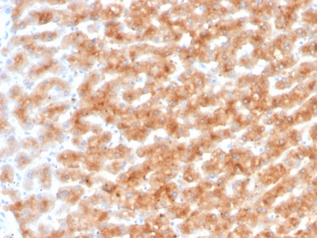 PON1 Antibody