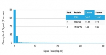 PON1 Antibody