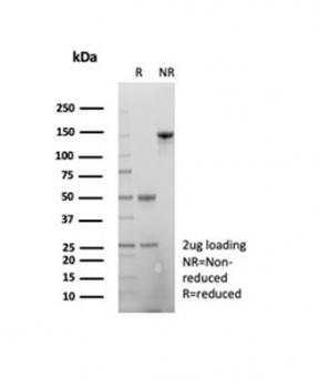 Beta Actin Antibody / ACTB
