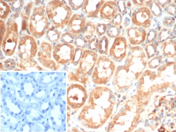 IL-6 Antibody