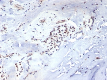Brachyury Antibody / TBXT / Protein T