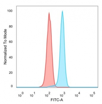 WT1-associated protein Antibody / WTAP
