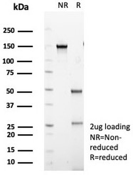 IL20RA Antibody / IL-20 receptor subunit alpha