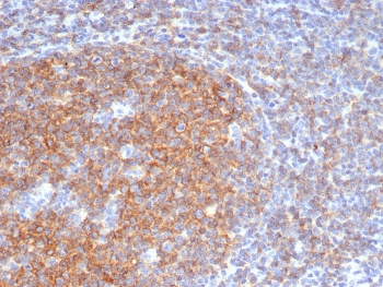 CD73 Antibody