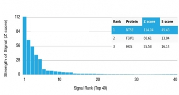 CD73 Antibody