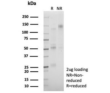 AP2 alpha Antibody / TFAP2A / Activator protein 2
