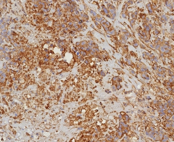 HLA-G Antibody