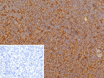 HLA-G Antibody