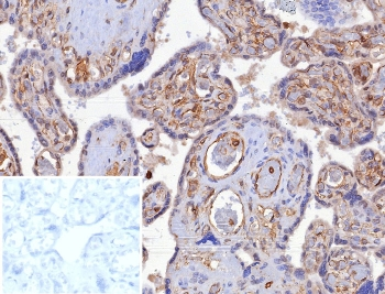 HLA-G Antibody