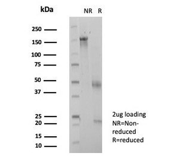 ZSCAN12 Antibody