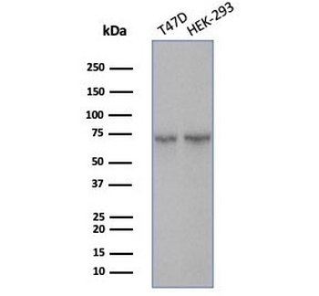 Heat shock 70 kDa protein 1B Antibody / HSP70 / HSPA1B